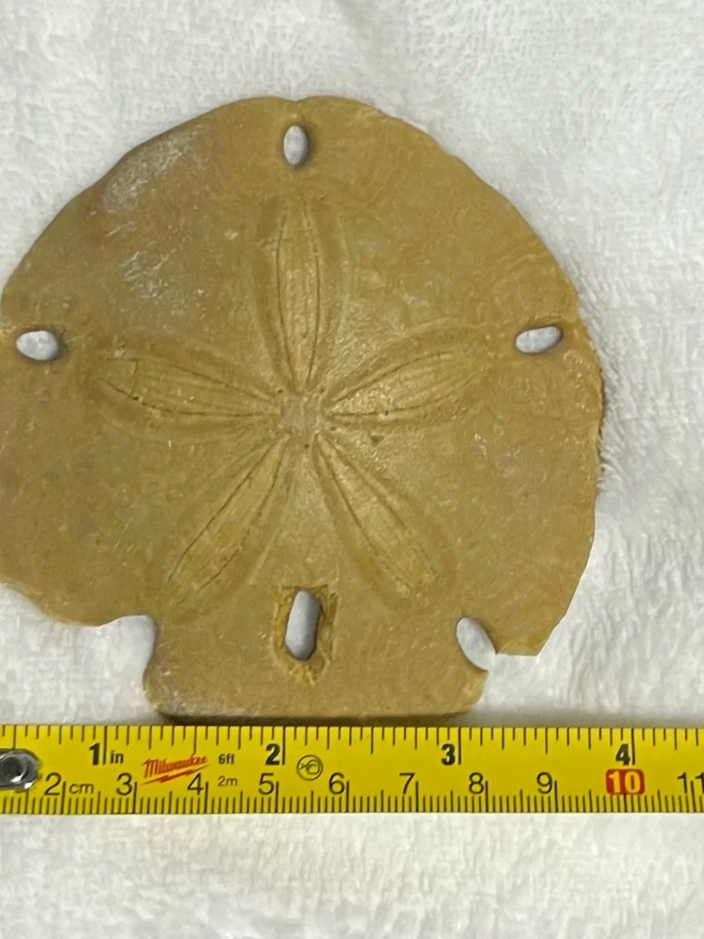 Natural Keyhole Sand Dollar Shell Beach Ocean Coastal Decor Collectible 4-5 In
